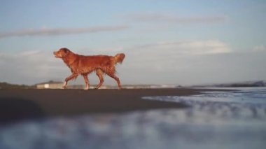 Kumsaldaki kırmızı köpek. Nova Scotia ördek gişesi av köpekleri kum ve suyla çalışır. Evcil bir hayvanla tatil