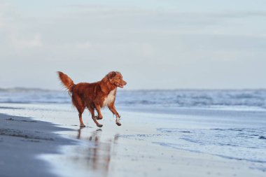 Kumsaldaki kırmızı köpek. Nova Scotia ördek gişesi av köpekleri kum ve suyla çalışır. Evcil bir hayvanla tatil