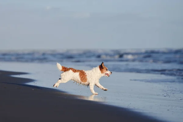 Der Hund Der Strand Läuft Jack Russell Terrier Beim Spielen — Stockfoto