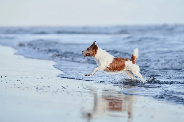 Chien Courant Sur Plage Jack Russell Terrier Joue Mer Animaux — Photo