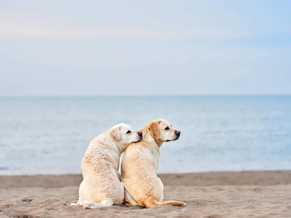 Twee Honden Zitten Met Hun Rug Naar Zee Kijken Fawn — Stockfoto