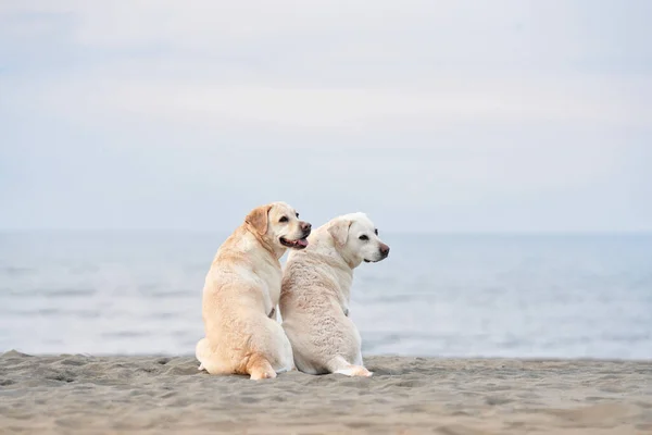 Dos Perros Sientan Con Sus Espaldas Miran Mar Fawn Labrador —  Fotos de Stock