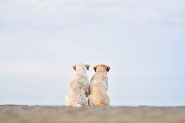 Due Cani Siedono Con Spalle Guardano Mare Recupero Labrador Fulvo — Foto Stock