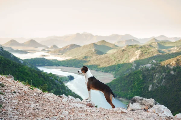 Собака Стоит Вершине Смотрит Вниз Реку Смесь Скал Природе Воды — стоковое фото