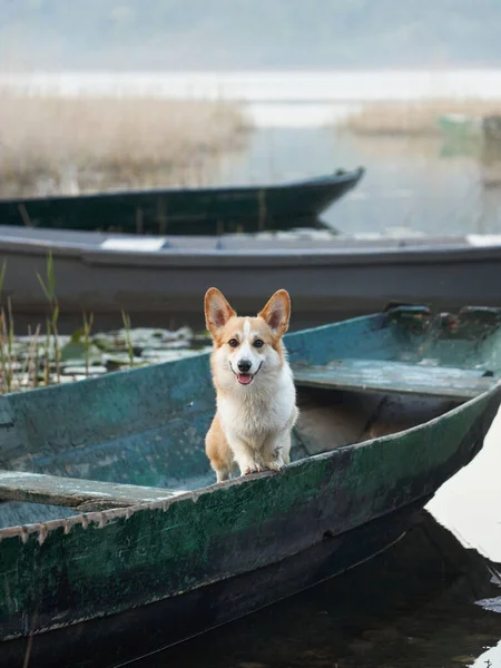 dog in a boat. funny red and white corgi Pembroke is sitting overboard. a pet in nature