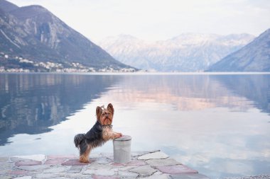 Köpek mavi dağların arka planında setin üzerinde. Şirin ve küçük Yorkshire teriyeri güneşin doğuşunda suyun yanında.. 