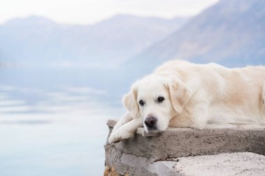 Köpek, dağların ve denizin zeminine karşı setin üzerinde uzanıyor. Golden Retriever deniz kenarında. Doğada evcil hayvan.