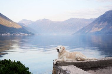 Köpek, dağların ve denizin zeminine karşı setin üzerinde uzanıyor. Golden Retriever deniz kenarında. Doğada evcil hayvan.