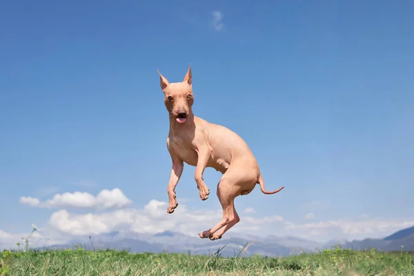 Веселий Пес Стрибає Проти Неба American Hairless Terrier Смішний Щасливий — стокове фото
