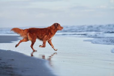 Kumsaldaki komik kırmızı köpek. Nova Scotia ördek gişesi av köpekleri kum ve suyla çalışır. Evcil bir hayvanla tatil