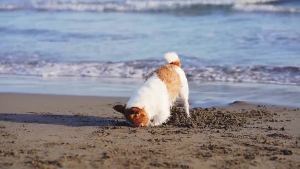 Собака Копает Песок Пляже Забавное Животное Природе Активный Забавный Джек — стоковое видео