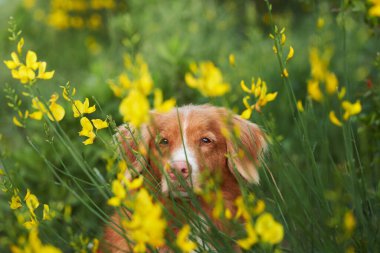 Sarı renkli köpek. Yaz havası. Nova Scotia ördek gülü av köpeği. Toller, evcil hayvan.