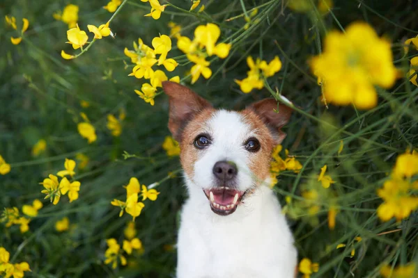 Perro Colores Amarillos Humor Verano Gato Divertido Alegre Russell Terrier — Foto de Stock
