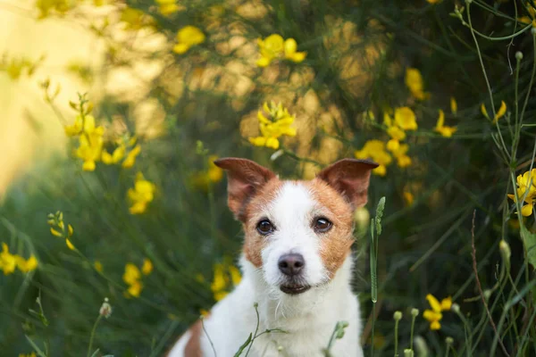 Pies Żółtych Kolorach Letni Nastrój Zabawny Wesoły Jack Russell Terrier — Zdjęcie stockowe
