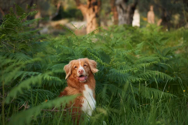シダの犬だ ノバスコシアのアヒルは自然の中で取得を許容しています 森の中の通行料 — ストック写真