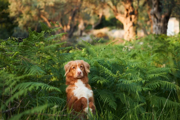 Pies Paproci Nova Scotia Kaczka Tolling Retriever Naturze Toller Lesie — Zdjęcie stockowe