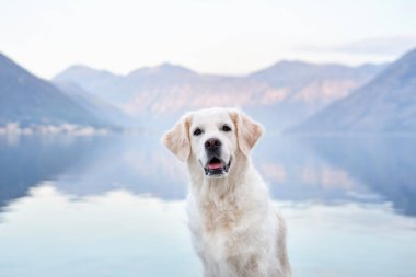 Doğadaki bir köpeğin portresi. Dağların ve denizin arka planında Golden Retriever. Hayvanla seyahat et. 