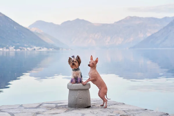 stock image two dogs stand on the stone against the backdrop of the sea and mountains. American Hairless Terrier and Yorkshire terrier near the water. Travel with a pet