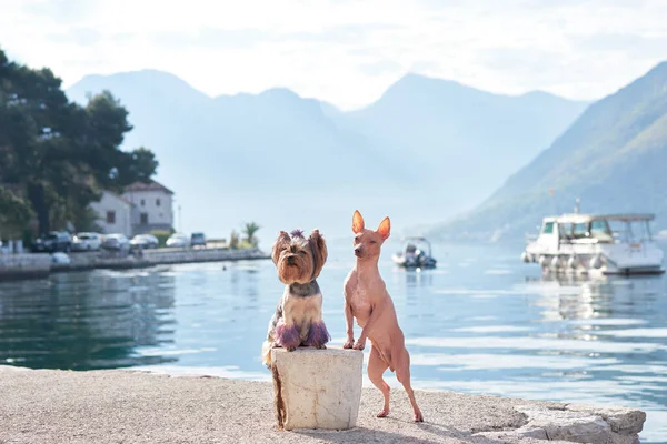 stock image two dogs stand on the stone against the backdrop of the sea and mountains. American Hairless Terrier and Yorkshire terrier near the water. Travel with a pet