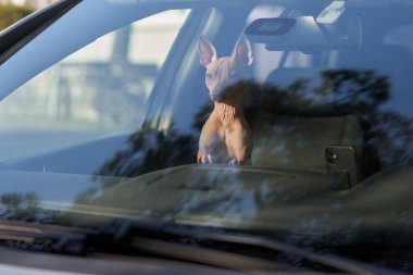 İçerideki arabada köpek var. Amerikan Kılsız Teriyeri 'yle geziyorum.