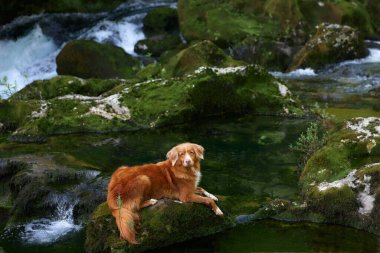 Şelalenin oradaki dağlarda bir taşın üzerindeki köpek. Nova Scotia ördek avcısıyım.