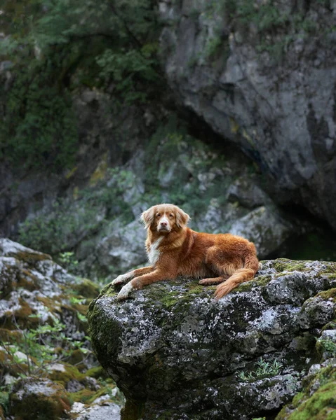 Perro Una Piedra Las Montañas Cascada Nova Scotia Pato Recuperador — Foto de Stock