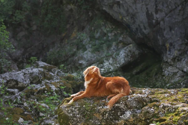 dog on a stone in the mountains at the waterfall. Nova Scotia duck retriever in nature on moss