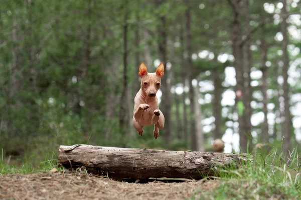 Hund Springt Vor Die Kamera Aktiver American Hairless Terrier Der — Stockfoto