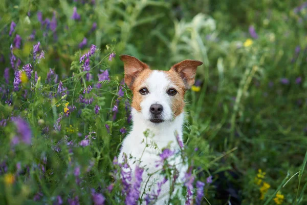 Pies Dzikich Kwiatach Letni Nastrój Zabawny Wesoły Jack Russell Terrier — Zdjęcie stockowe