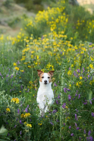 Perro Flores Silvestres Humor Verano Gato Divertido Alegre Russell Terrier — Foto de Stock