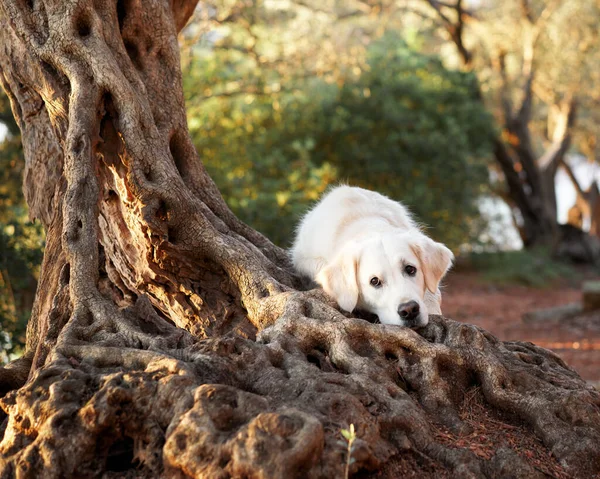犬はオリーブの木の根の上に頭を置いた 自然の中でかわいい黄金のレトリバー ペットと歩く — ストック写真