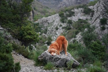 Köpek kafasını taşın üzerine koydu. Evcil bir hayvanla yürüyorum. Dağlardaki şirin Nova Scotia ördek avcıları.