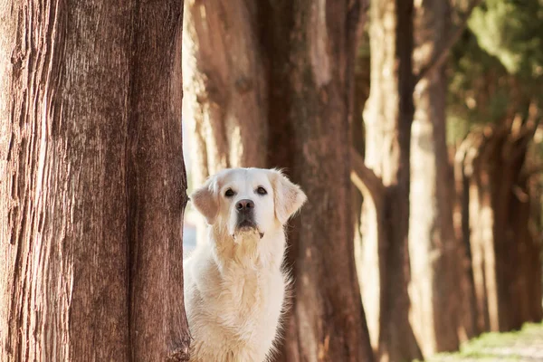 狗从树后往外看 自然界中漂亮的金黄色猎犬 和一个听话的宠物一起散步 — 图库照片