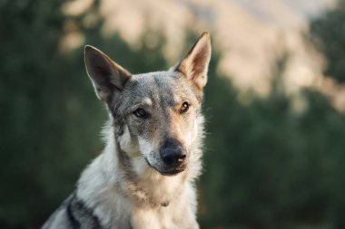 Kurda benzeyen bir köpeğin portresi. Çekoslovak kurdu. Yakın plan. Güzel bir ev hayvanı. 