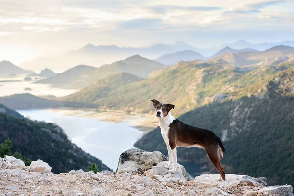 Собака Стоит Горах Берегу Смотрит Реку Животное Природе Путешествии Пешие — стоковое фото