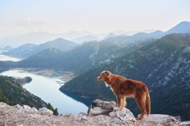 Köpek körfezdeki dağlarda duruyor ve nehre bakıyor. Nova Scotia ördek avcısıyım. Evcil bir hayvanla yürüyüş.