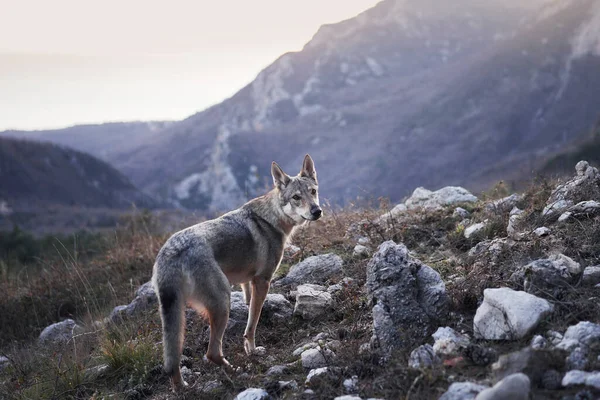 Perro Lobo Checoslovaco Bosque Las Montañas Hermoso Perro Que Parece —  Fotos de Stock