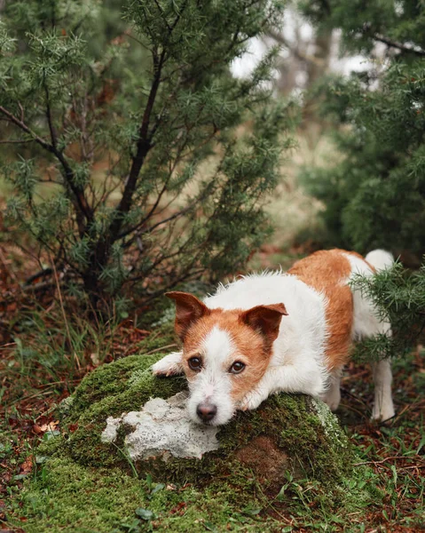 Liten Hund Skogen Jack Russell Terrier Skog Husdjur Promenad Naturen — Stockfoto