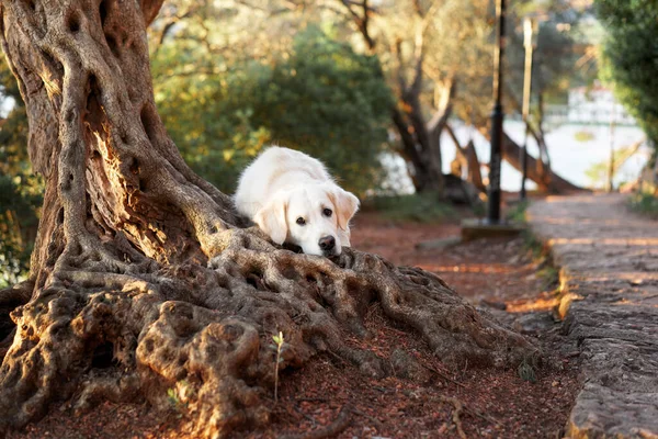 올리브 나무의 뿌리에 머리를 얹었습니다 자연에서 리트리버를 귀엽게 동행함 — 스톡 사진