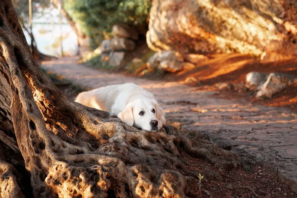 stock image the dog put head on the root of an olive tree. Cute golden retriever in nature. Walking with a pet