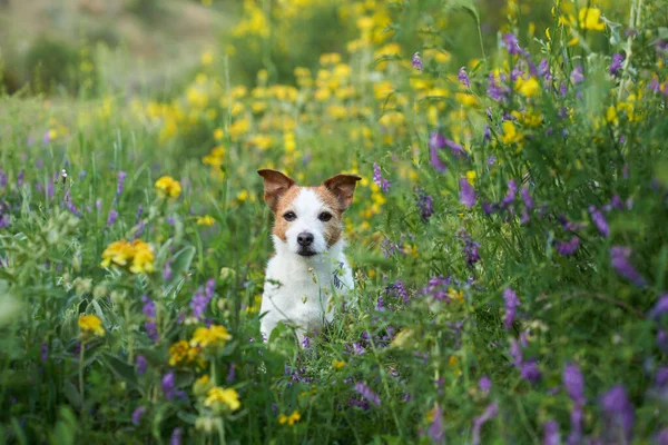 Cane Fiori Campo Umore Estivo Divertente Allegro Jack Russell Terrier — Foto Stock