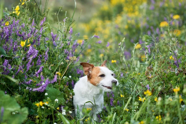 Dog Wildflowers Summer Mood Funny Cheerful Jack Russell Terrier Flowers — Stock Photo, Image