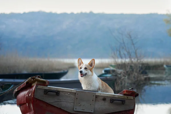 狗在船上 有趣的红白相间的科奇 彭布罗克坐在船外 一种本质上的宠物 — 图库照片