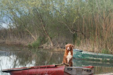 Köpek teknede. Nova Scotia Duck Tolling Retriever güneşte. Doğada bir evcil hayvanla seyahat ve macera