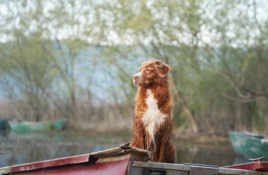 Köpek teknede. Nova Scotia Duck Tolling Retriever güneşte. Doğada bir evcil hayvanla seyahat ve macera