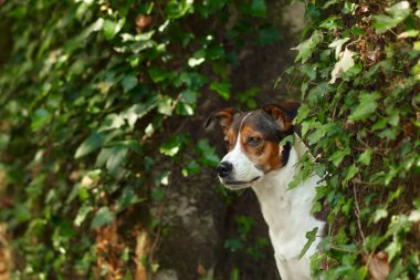 Köpek sarmaşık dallarının arkasından dışarı bakıyor. Türlerin büyüleyici bir karışımı. hayvan portresi