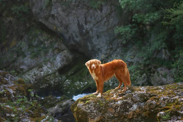 Hund Auf Einem Stein Den Bergen Wasserfall Nova Scotia Enten — Stockfoto