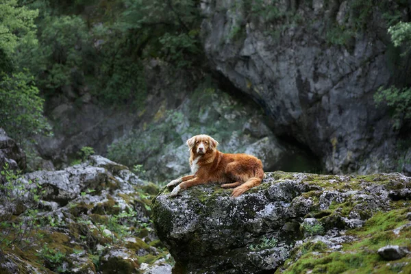 Perro Una Piedra Las Montañas Cascada Nova Scotia Pato Recuperador — Foto de Stock