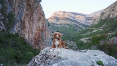 Dağlarda kızıl köpek, bir evcil hayvanla yürüyüş. Nova Scotia ördek çanı yeşil ağaçların arka planına karşı doğada av köpeği.