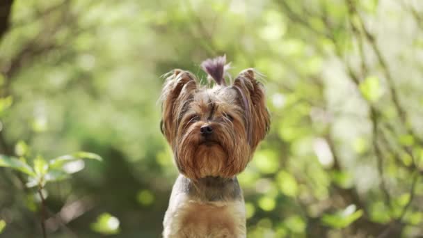 Σκύλος Πράσινο Φόντο Μικρό Τεριέ Γιορκσάιρ Στη Φύση Κάθισμα Και — Αρχείο Βίντεο